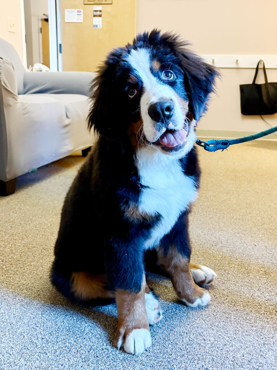 Goose the Therapy Dog Goose the Therapy Dog
